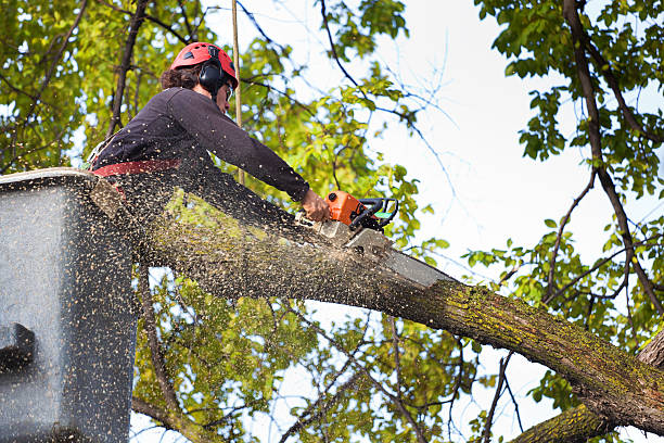 Trusted North Great River, NY  Tree Services Experts